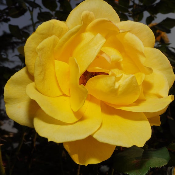 Mother And Daughter Roses For Sale Local Rose Nursery